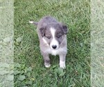 Small Border Collie