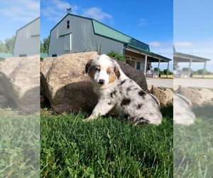 Australian Shepherd Puppy for sale in SHILOH, OH, USA