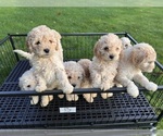 Small #3 Cockapoo (Miniature)