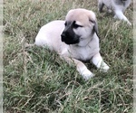 Small Photo #9 Anatolian Shepherd Puppy For Sale in ROBSTOWN, TX, USA