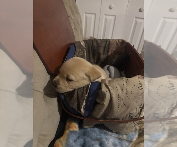 Medium Photo #6 Labrador Retriever Puppy For Sale in COTTAGEVILLE, SC, USA