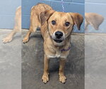 Small #2 Labrador Retriever Mix