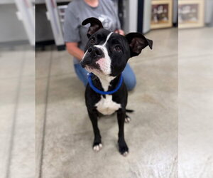 American Staffordshire Terrier-Unknown Mix Dogs for adoption in Pierceton , IN, USA