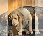 Small Photo #18 Labrador Retriever Puppy For Sale in SEATTLE, WA, USA