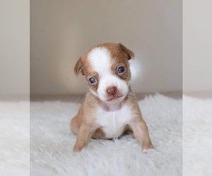 Chihuahua Puppy for sale in WAVERLY, IA, USA