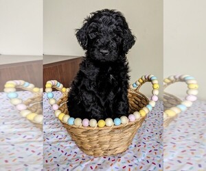 Aussiedoodle Miniature -Poodle (Standard) Mix Puppy for sale in OOLTEWAH, TN, USA