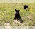 Small Photo #2 German Shepherd Dog Puppy For Sale in AUSTIN, TX, USA