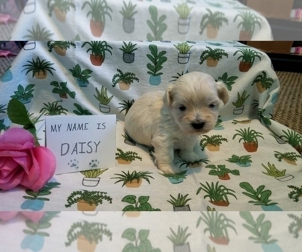 Medium Photo #17 Maltipoo (Miniature) Puppy For Sale in BROOKFIELD, MO, USA