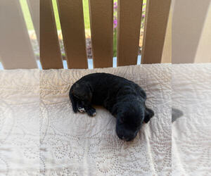 Medium Bernedoodle