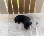 Puppy Athena Bernedoodle