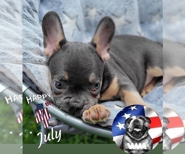 Medium Photo #1 French Bulldog Puppy For Sale in AVENTURA, FL, USA