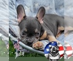 Small Photo #1 French Bulldog Puppy For Sale in AVENTURA, FL, USA
