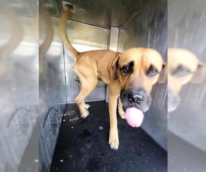 American Staffordshire Terrier-Unknown Mix Dogs for adoption in San Antonio, TX, USA