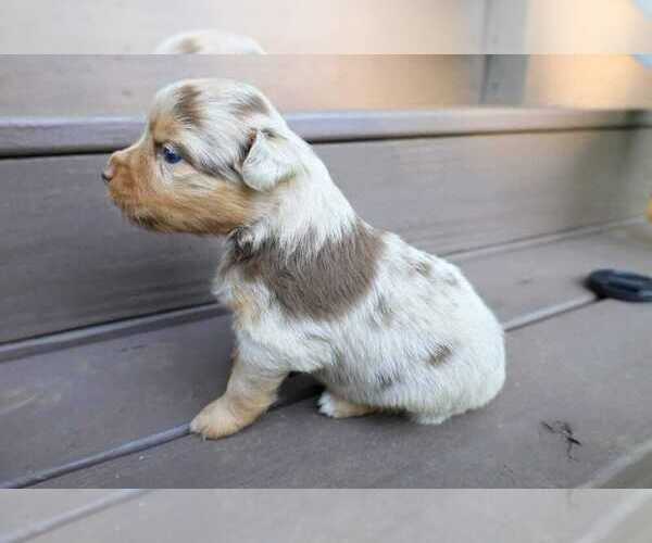 Medium Photo #10 Miniature Australian Shepherd Puppy For Sale in DAWSON, GA, USA