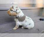 Small Photo #69 Miniature Australian Shepherd Puppy For Sale in DAWSON, GA, USA