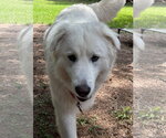Small Great Pyrenees Mix