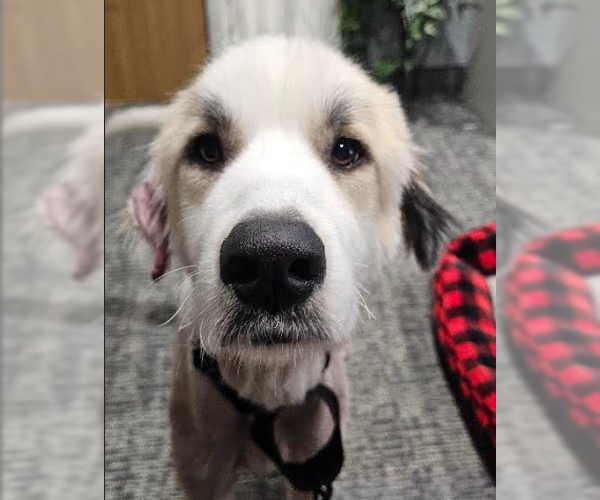 Medium Photo #2 Great Pyrenees-Unknown Mix Puppy For Sale in Brooklyn Center, MN, USA