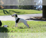 Small Photo #3 Whippet Puppy For Sale in JANESVILLE, WI, USA