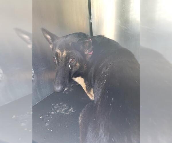 Medium Photo #1 German Shepherd Dog-Unknown Mix Puppy For Sale in San Antonio, TX, USA