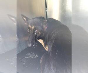 German Shepherd Dog-Unknown Mix Dogs for adoption in San Antonio, TX, USA