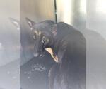 Small German Shepherd Dog Mix