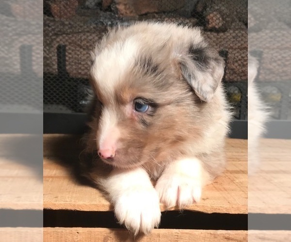 Medium Photo #16 Australian Shepherd Puppy For Sale in ARBA, IN, USA