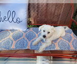 Small #4 Maltipoo