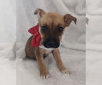 Small #1 Chihuahua Mix
