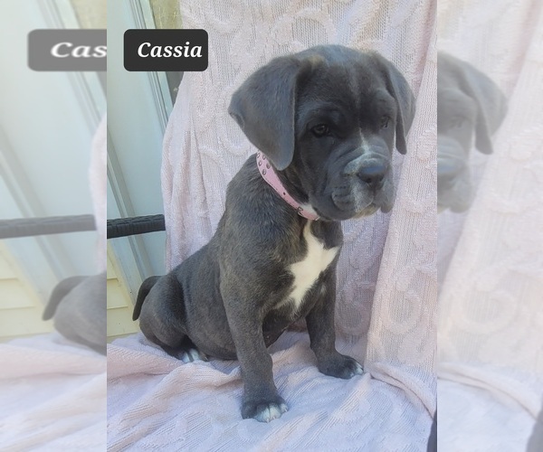 Medium Photo #5 Cane Corso Puppy For Sale in MINERAL WELLS, WV, USA