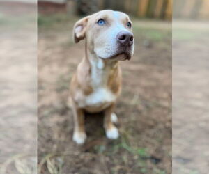 Labrador Retriever-Unknown Mix Dogs for adoption in The Woodlands, TX, USA