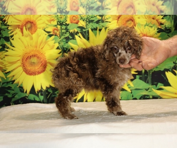 Medium Photo #8 Poodle (Toy) Puppy For Sale in DYERSBURG, TN, USA