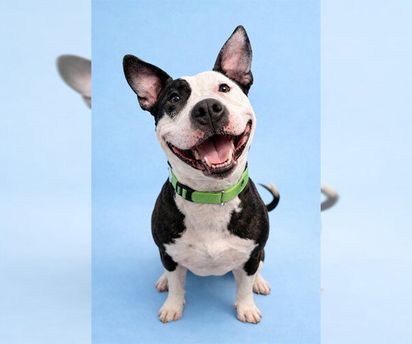 Medium Photo #1 Mutt Puppy For Sale in Westminster, MD, USA