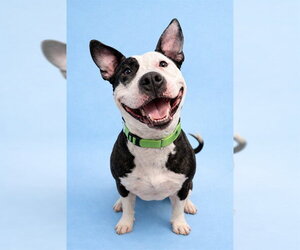 Mutt Dogs for adoption in Westminster, MD, USA