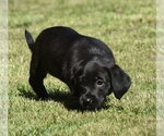 Small #2 Dachsador