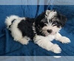 Small Photo #20 Morkie Puppy For Sale in HOLLAND, MI, USA