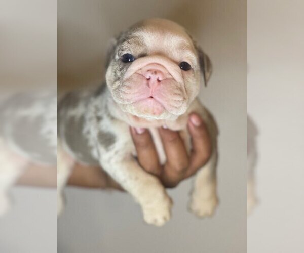 Medium Photo #1 English Bulldog Puppy For Sale in ROCKLIN, CA, USA
