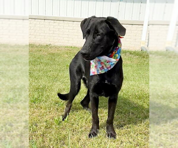 Medium Photo #4 Labrador Retriever-Unknown Mix Puppy For Sale in Genesee, WI, USA