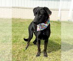 Small #3 Labrador Retriever Mix