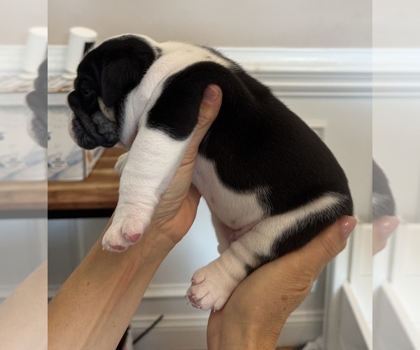 Medium Photo #3 English Bulldog Puppy For Sale in FAYETTEVILLE, NC, USA