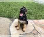 Small Photo #8 German Shepherd Dog Puppy For Sale in HIALEAH, FL, USA