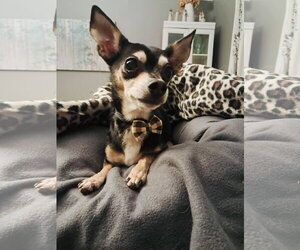 Carlo - Male Chipin Dog for Adoption - Photo #3