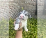 Small #5 Scottish Terrier