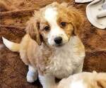 Small Photo #3 Miniature Bernedoodle-Poodle (Toy) Mix Puppy For Sale in HERRIMAN, UT, USA