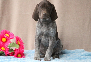 German Shorthaired Pointer Puppy for sale in MOUNT JOY, PA, USA