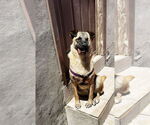 Small #10 German Shepherd Dog Mix