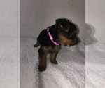 Small Photo #2 Yorkshire Terrier Puppy For Sale in FREDERICKSBG, OH, USA