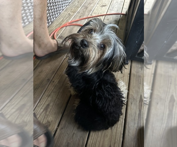 Medium Photo #1 Yorkshire Terrier Puppy For Sale in MONROE, TN, USA
