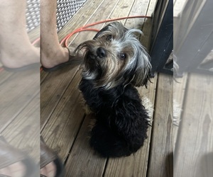 Father of the Yorkshire Terrier puppies born on 08/16/2026