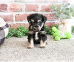 Small #9 Schnauzer (Miniature)