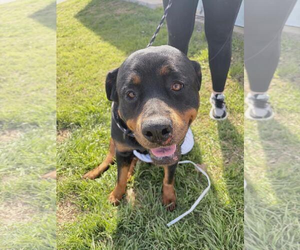 Medium Photo #2 Rottweiler-Unknown Mix Puppy For Sale in Rockwall, TX, USA